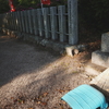 散歩日和