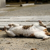 猫３