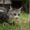 猫２