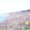 umibe 5