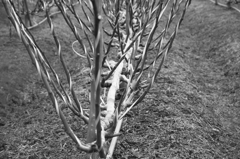 fig