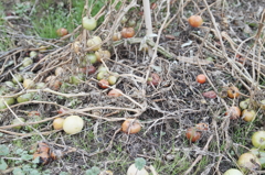 rotten tomatoes