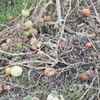 rotten tomatoes