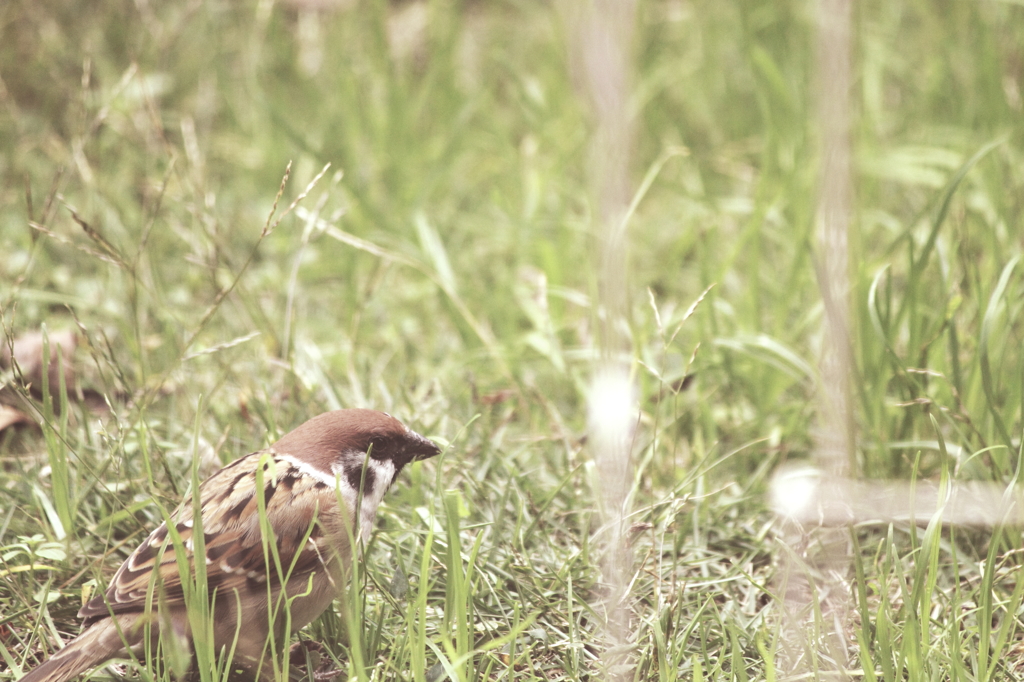 little guest