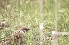 little guest