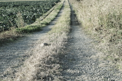 道