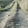 道
