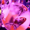 funky fish