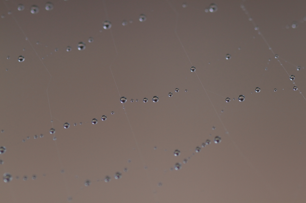 spider's drops