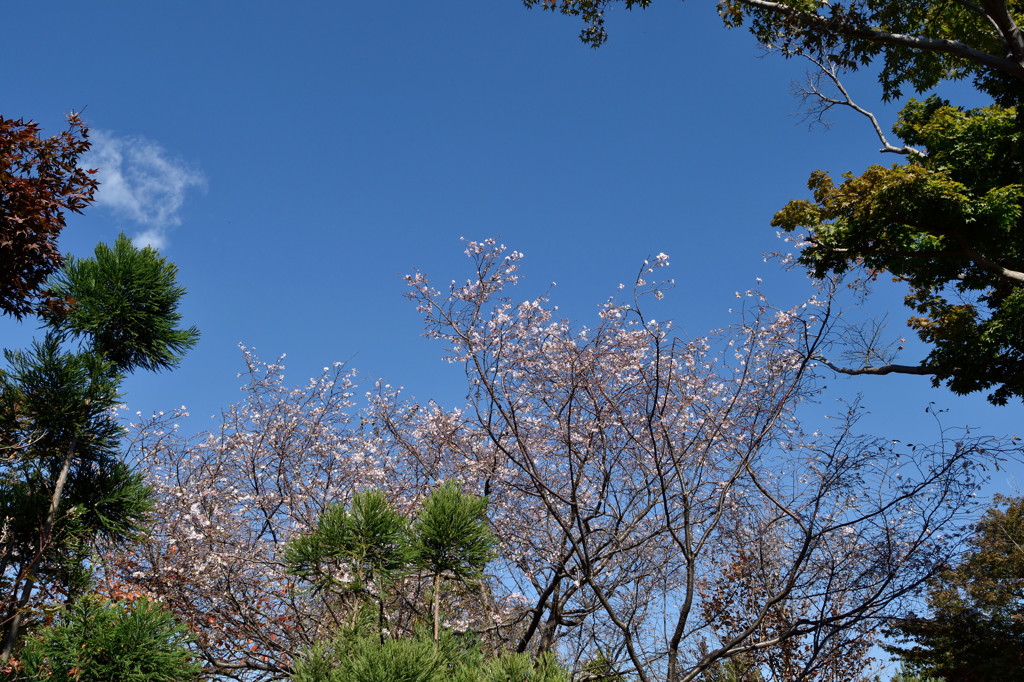 常泉寺の花－四季咲き桜－