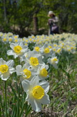 高原の花