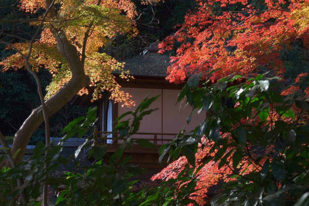 三渓園の紅葉－聴秋閣－