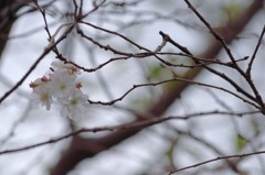 常泉寺の花－季節外れの桜－