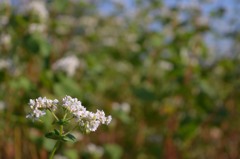 偶然に－蕎麦畑－