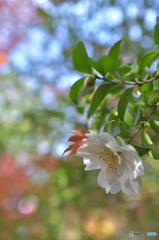 平林寺の山茶花