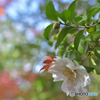 平林寺の山茶花