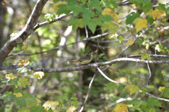 輝く湿原の鳥－アオジ－