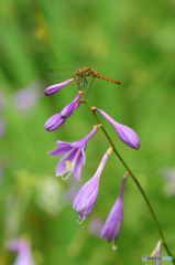 高原に咲くギボウシの花