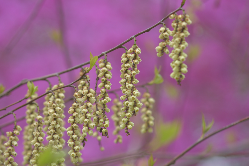 花のれん