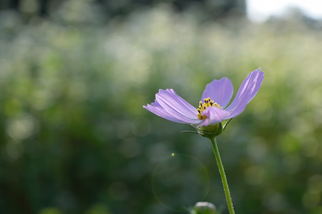 偶然に－秋桜－
