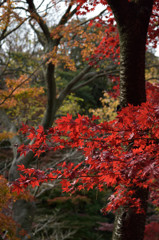 三渓園の紅葉－山頂に向かう道で－