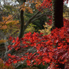 三渓園の紅葉－山頂に向かう道で－