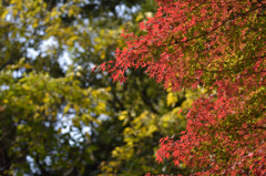 紅葉－建長寺の半蔵坊－