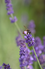 ミツバチは小さな花に
