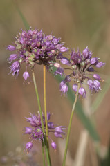 輝く湿原の花－ヤマラッキョウ－