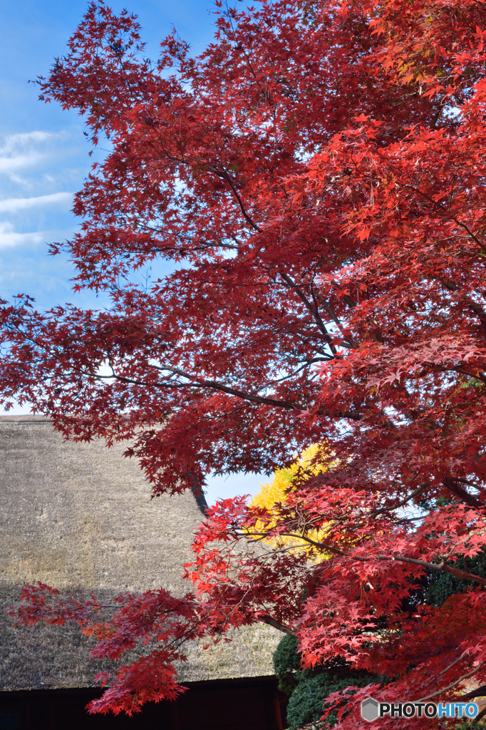 平林寺の茅葺き紅葉