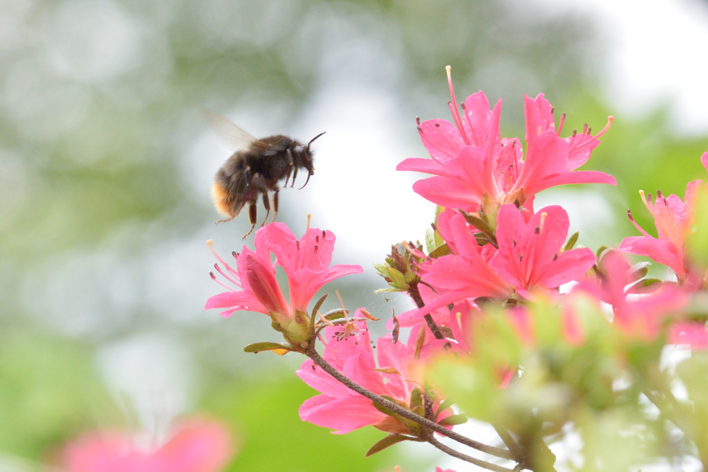 花を求めて