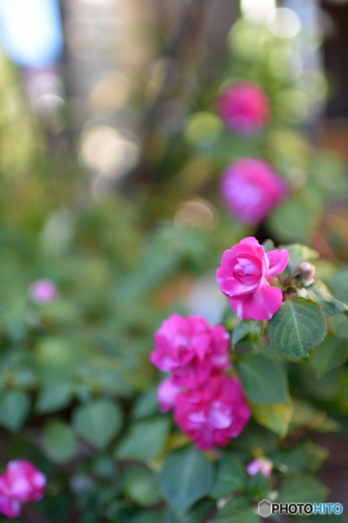 義母の育てる花