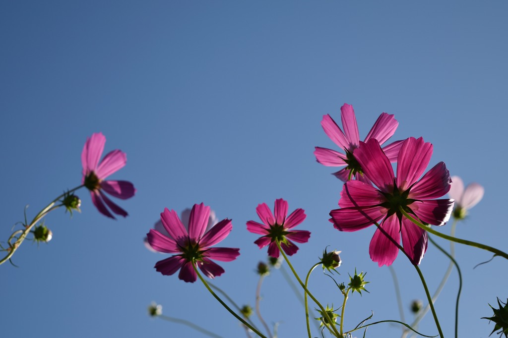 偶然に－秋桜－