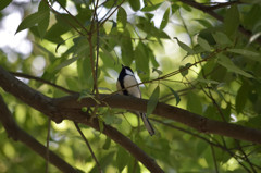 偶然の鳥たち－シジュウカラ－