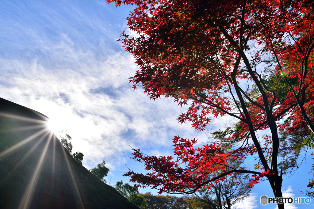 平林寺の空