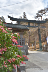 榛名神社の春花