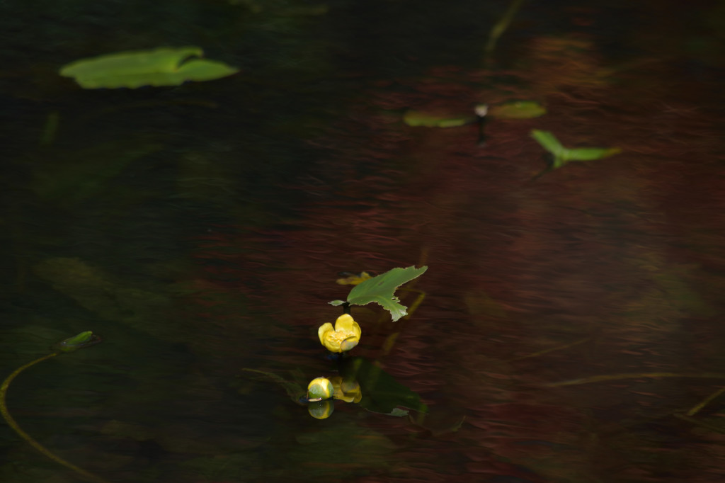 輝く湿原の花－水上に咲くコウホネ－