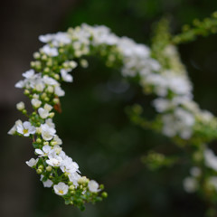 白い花の冠