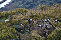 白鳩－木の上に群れで－