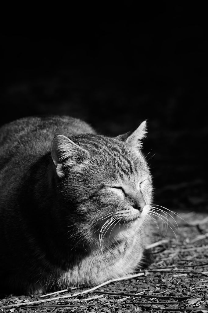 ある日のまどろみ