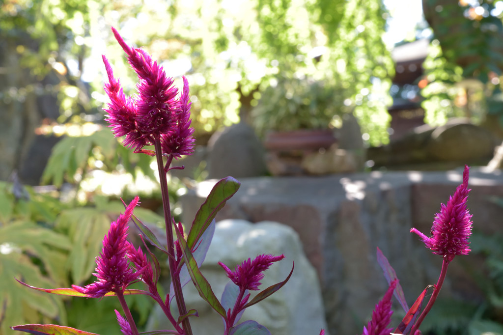 常泉寺の花－ケイトウ－