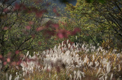 輝く湿原の花－ススキ－