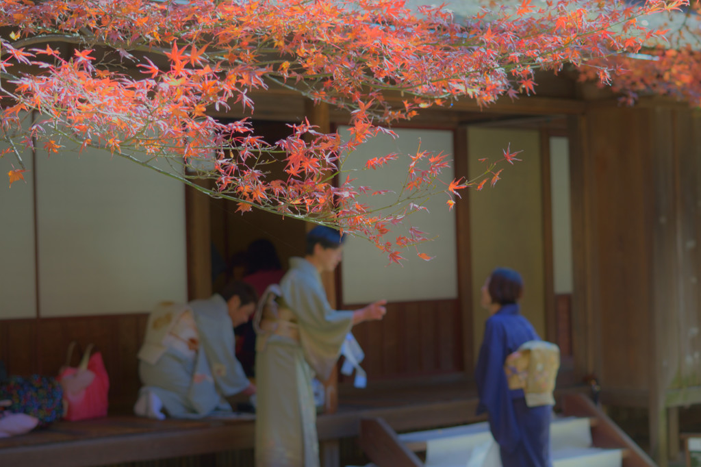 三渓園の紅葉－お茶会－