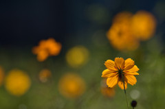 太陽いっぱいの花畑－キバナコスモス－