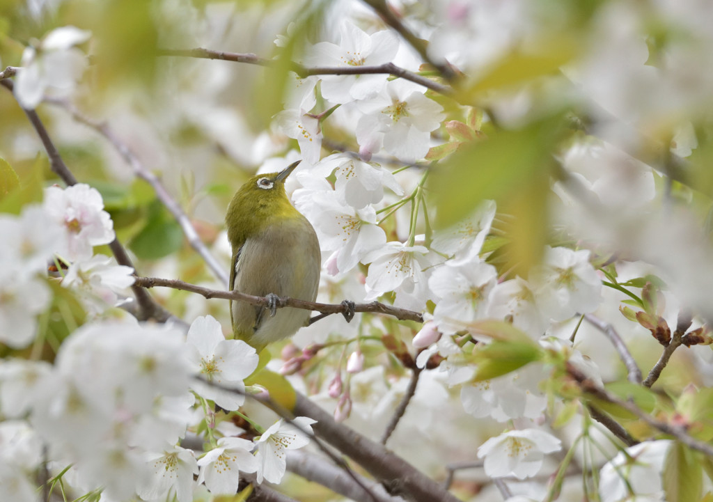 花の中で