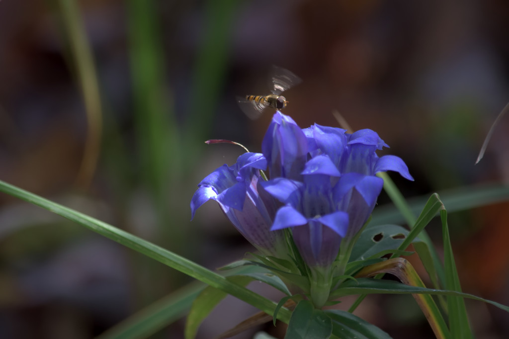 輝く湿原の花－リンドウ－