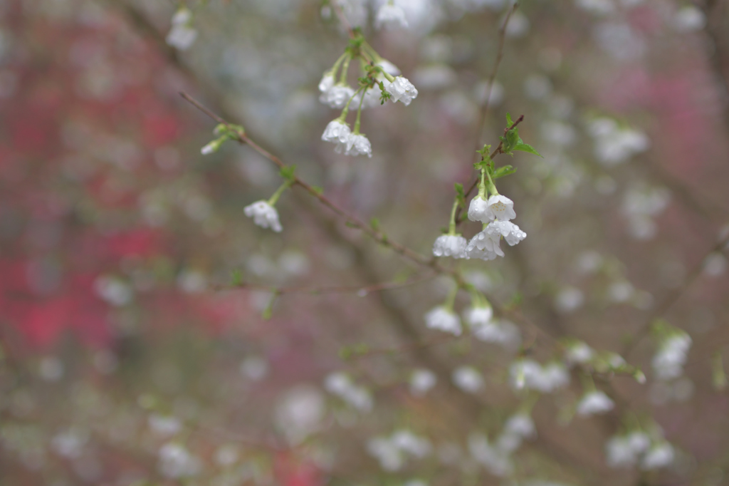 白花の雫