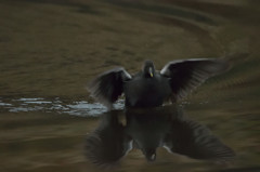 バン－夕刻の着水－