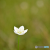 高原に白花一輪