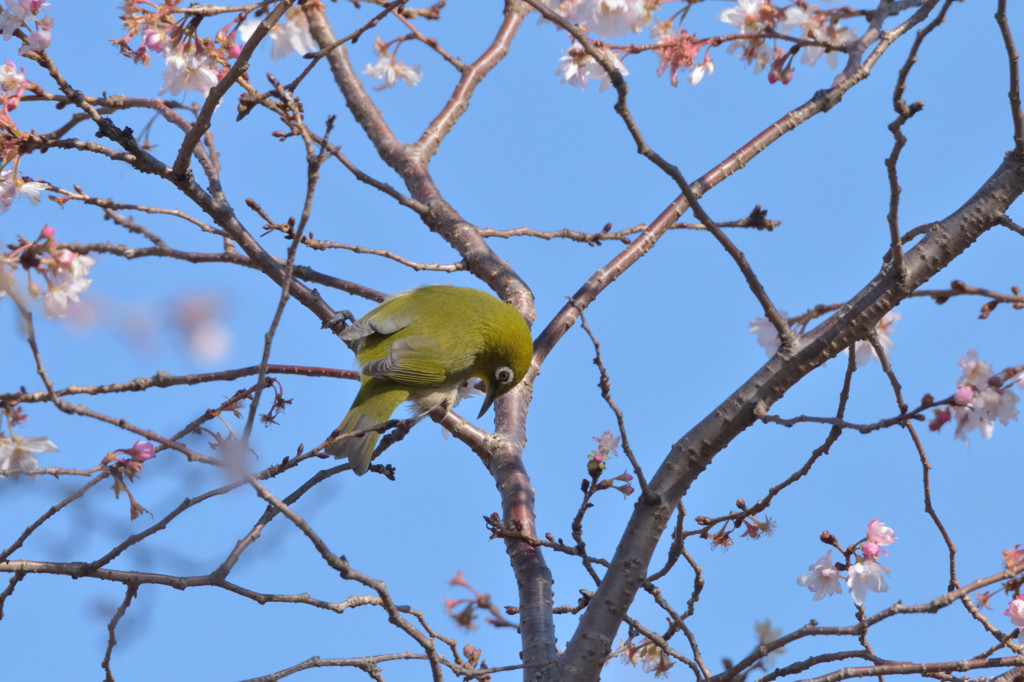 メジロ－四季咲き桜の上で－